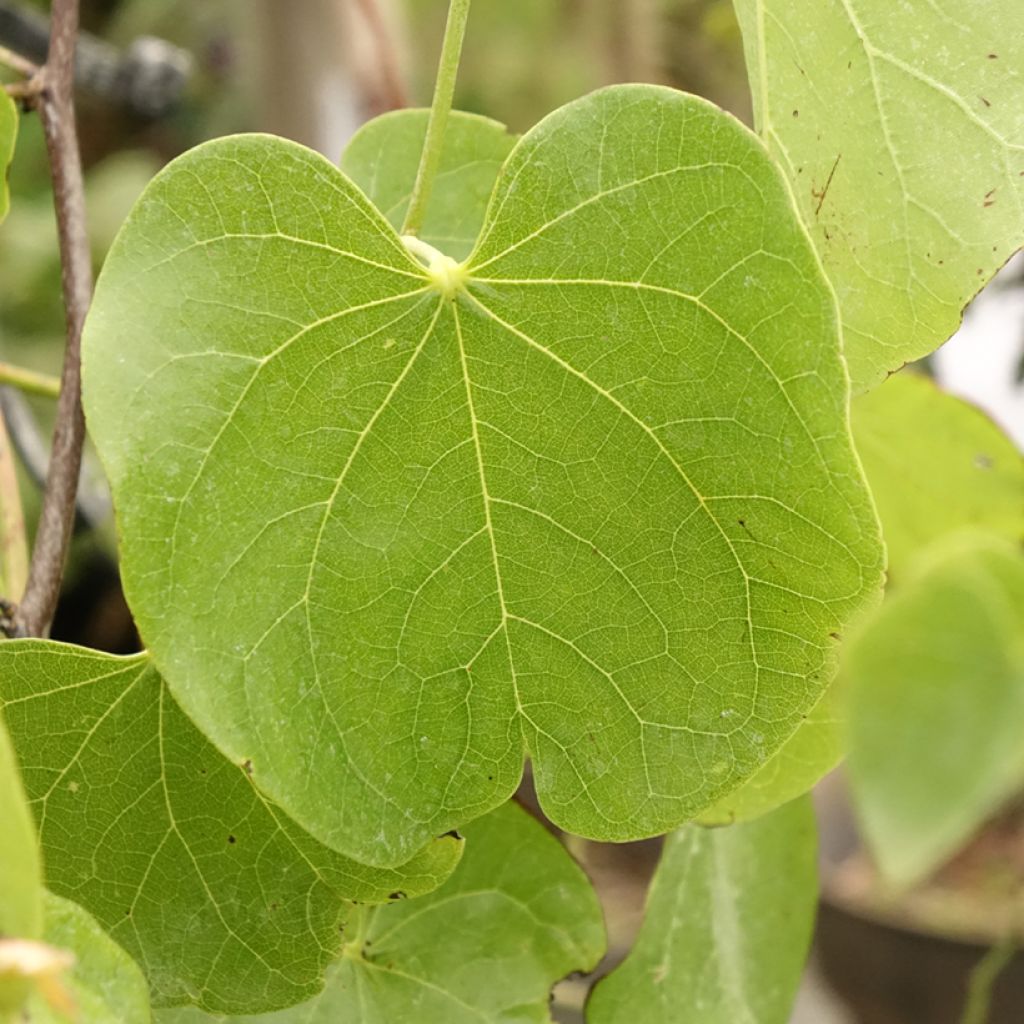 Cercis canadensis Texas White - Amerikaanse Judasboom