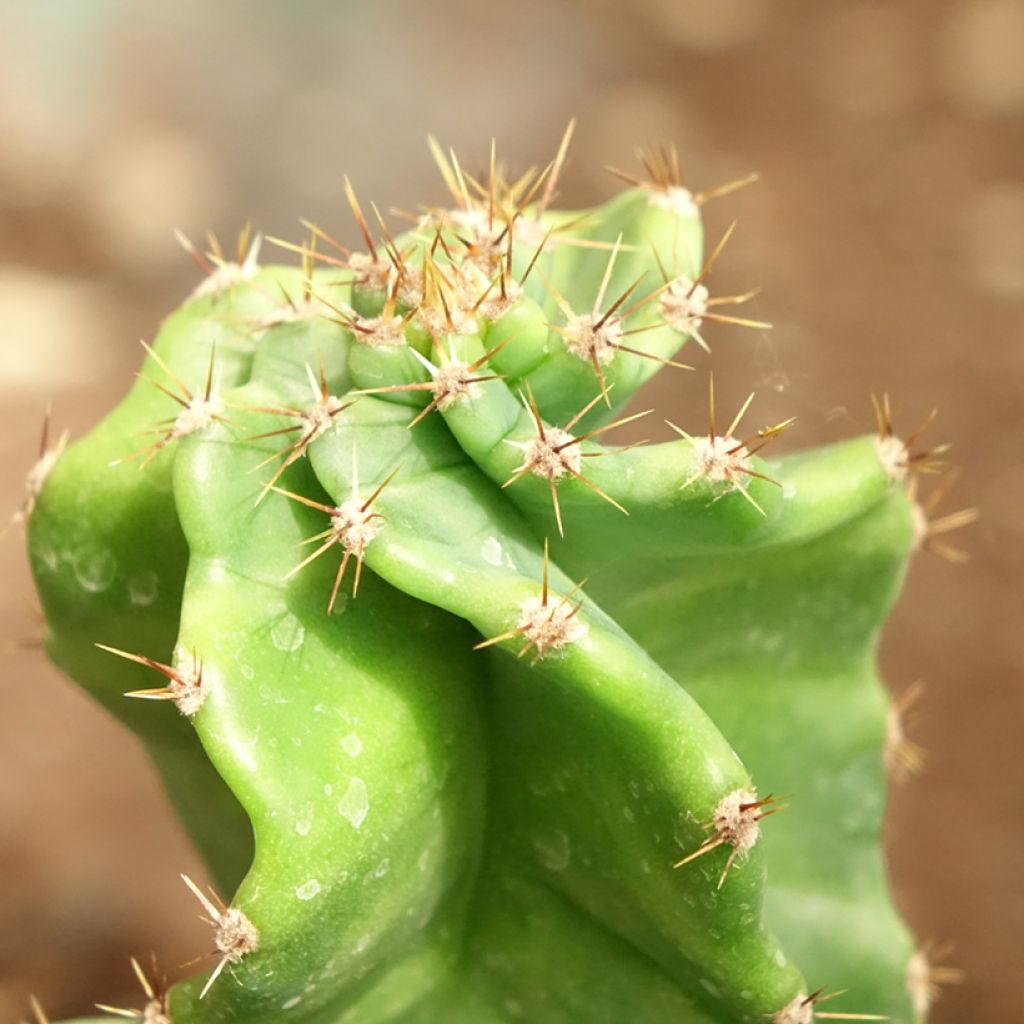 Cereus forbesii Spiralis - Spiraalcactus