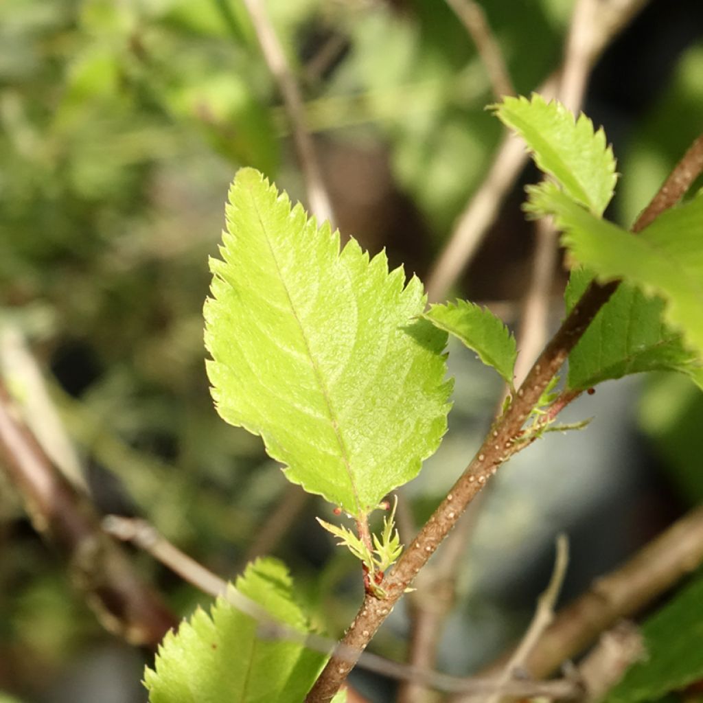 Prunus subhirtella Hally Jolivette - Winterbloeiende kers