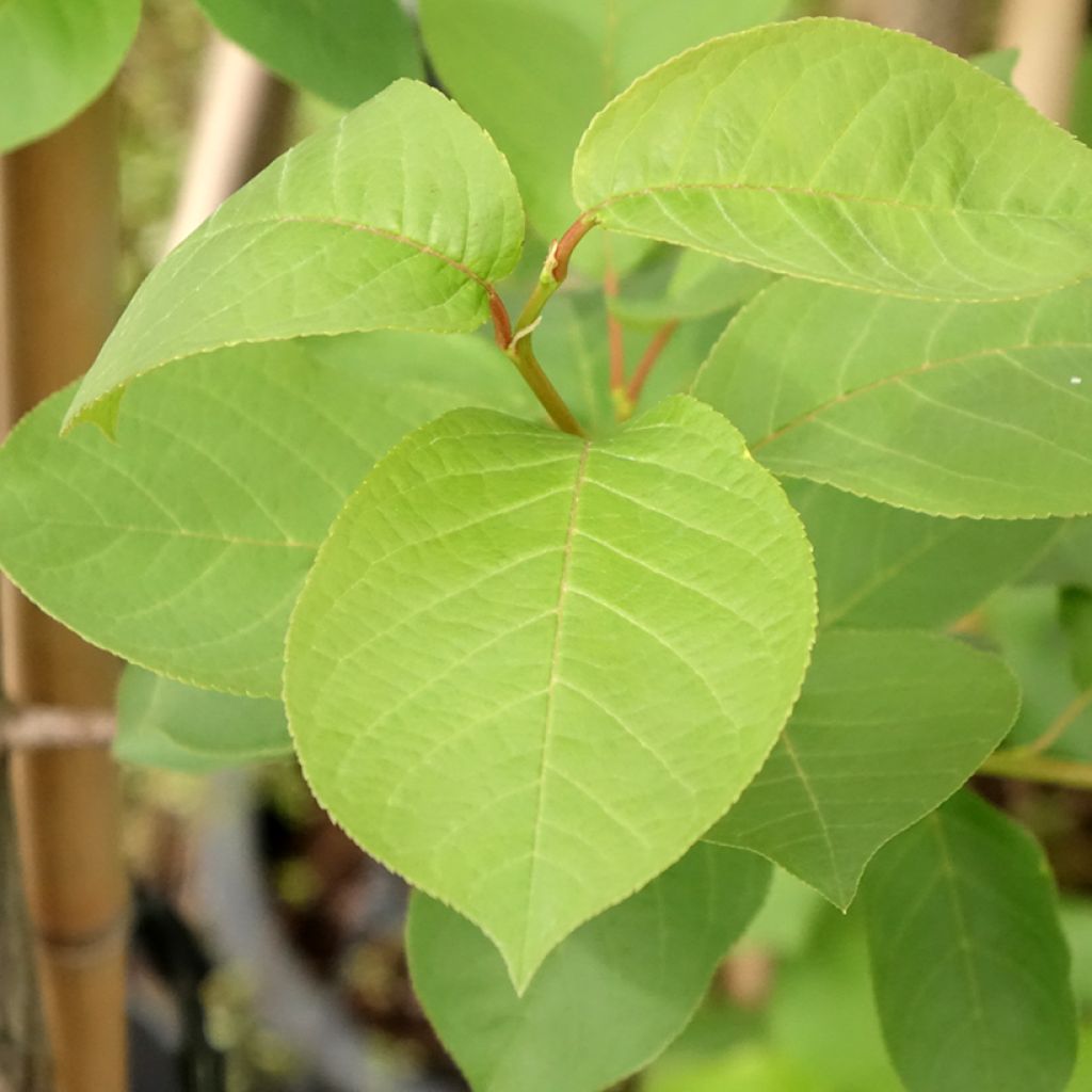 Prunus virginiana Canada Red - Kleine vogelkers