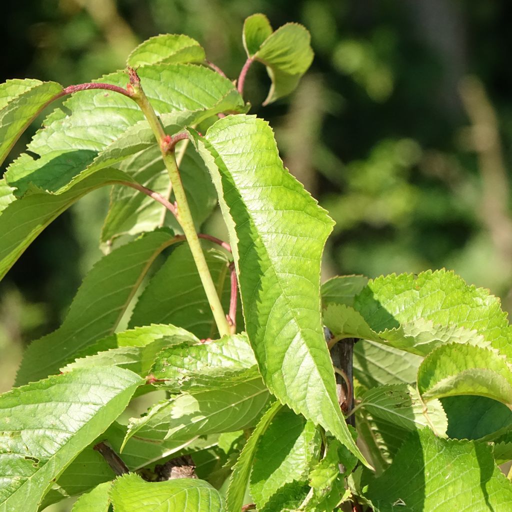 Zoete kers Rivedel Georges Delbard