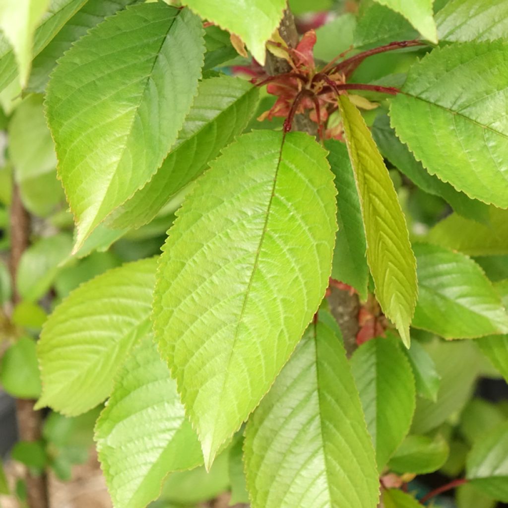 Kers Bigarreau Reverchon