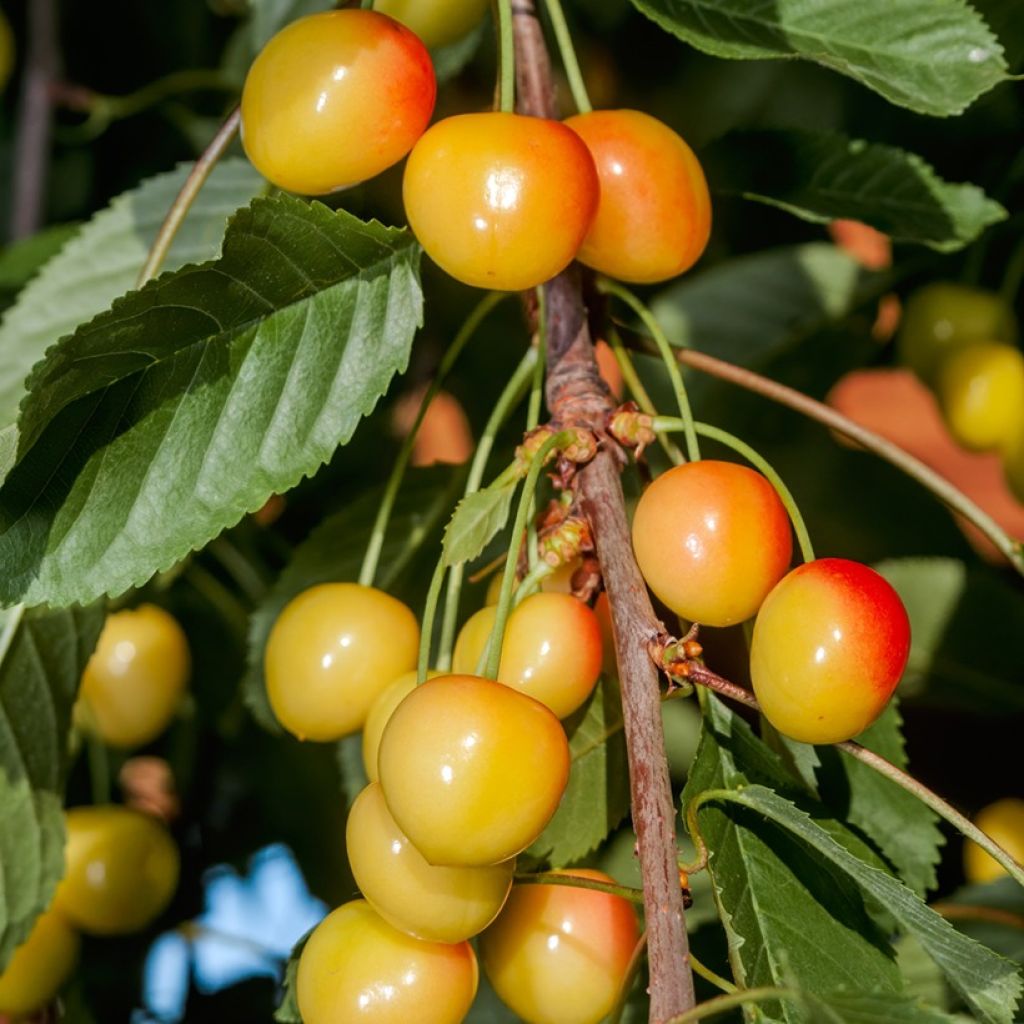 Zoete kers Bladoróżowa