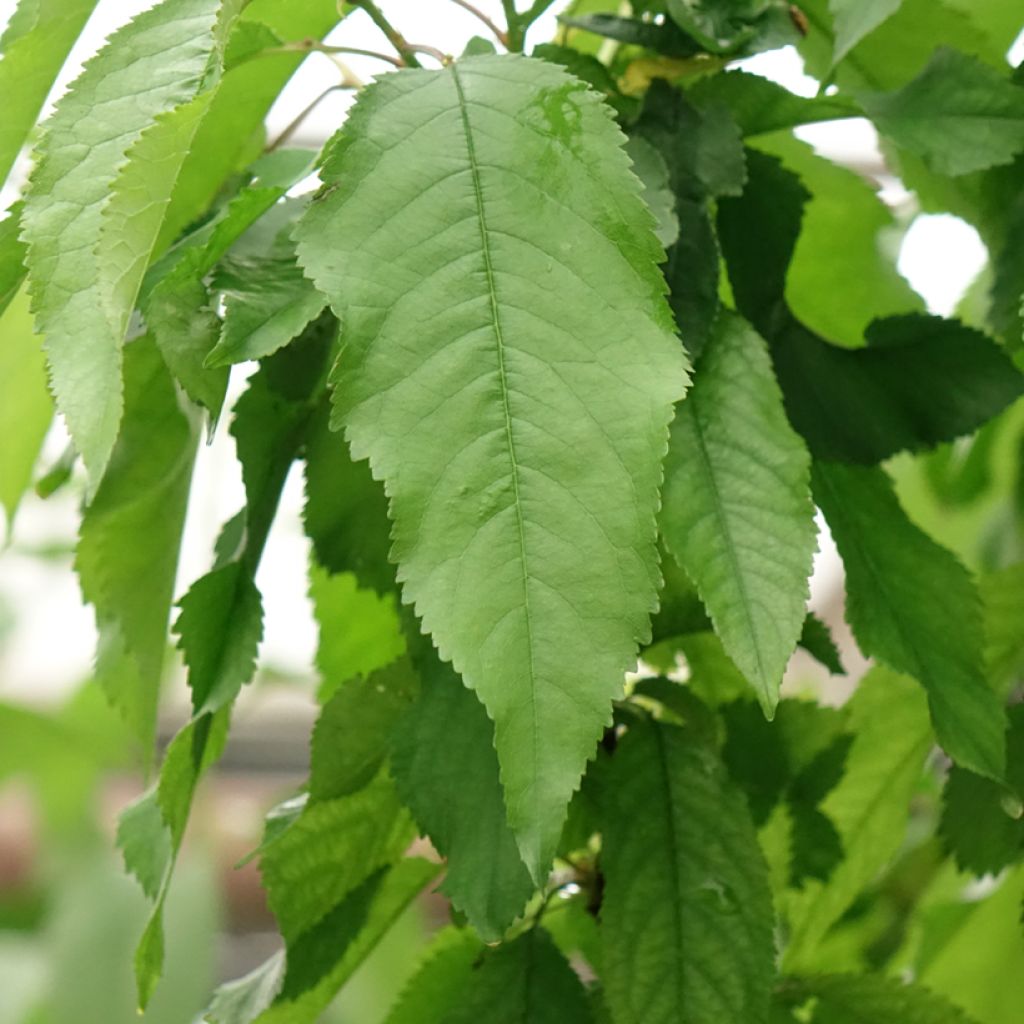 Duo-kersenboom Bigarreau Burlat + Bigarreau Napoléon