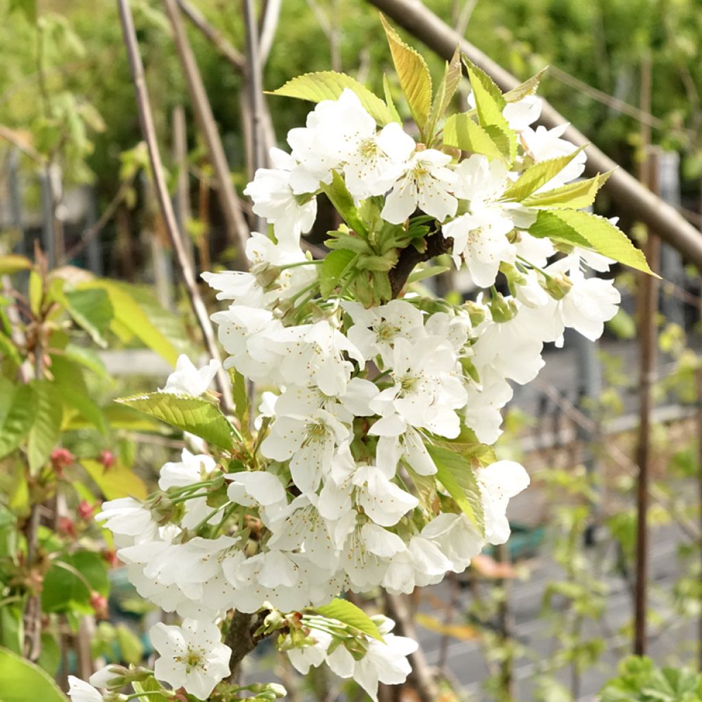 Zoete kers Early Rivers