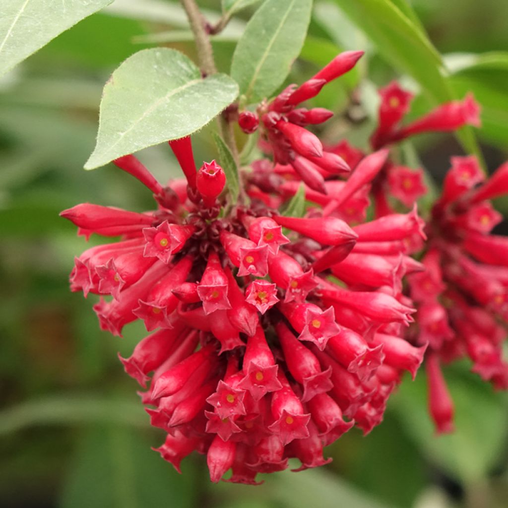 Cestrum elegans Rubrum - Rode regen