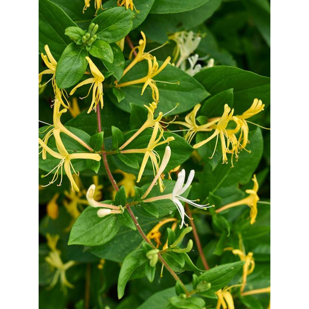 Lonicera japonica Halliana - Japanse kamperfoelie