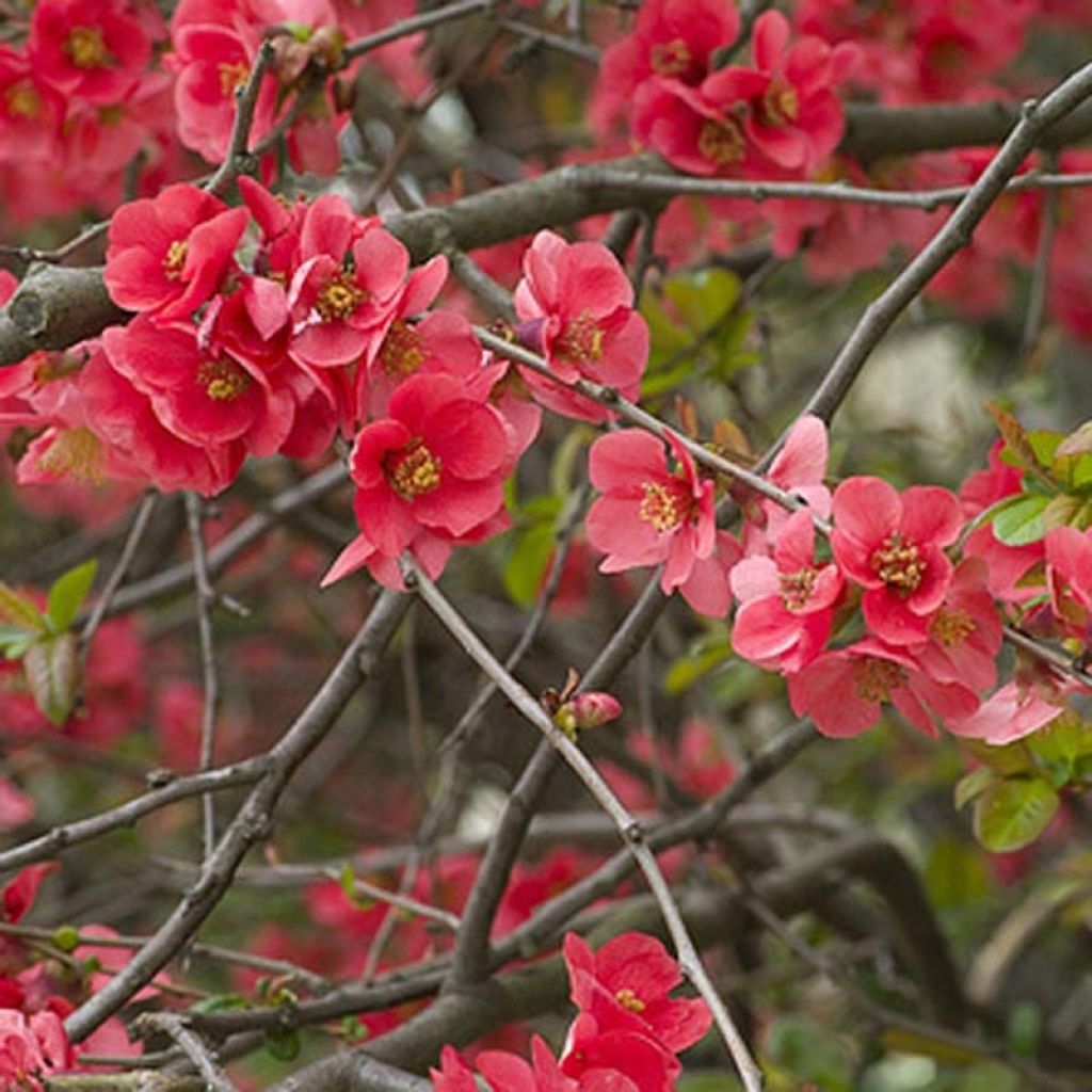 Chaenomeles superba Nicoline - Chinese sierkwee