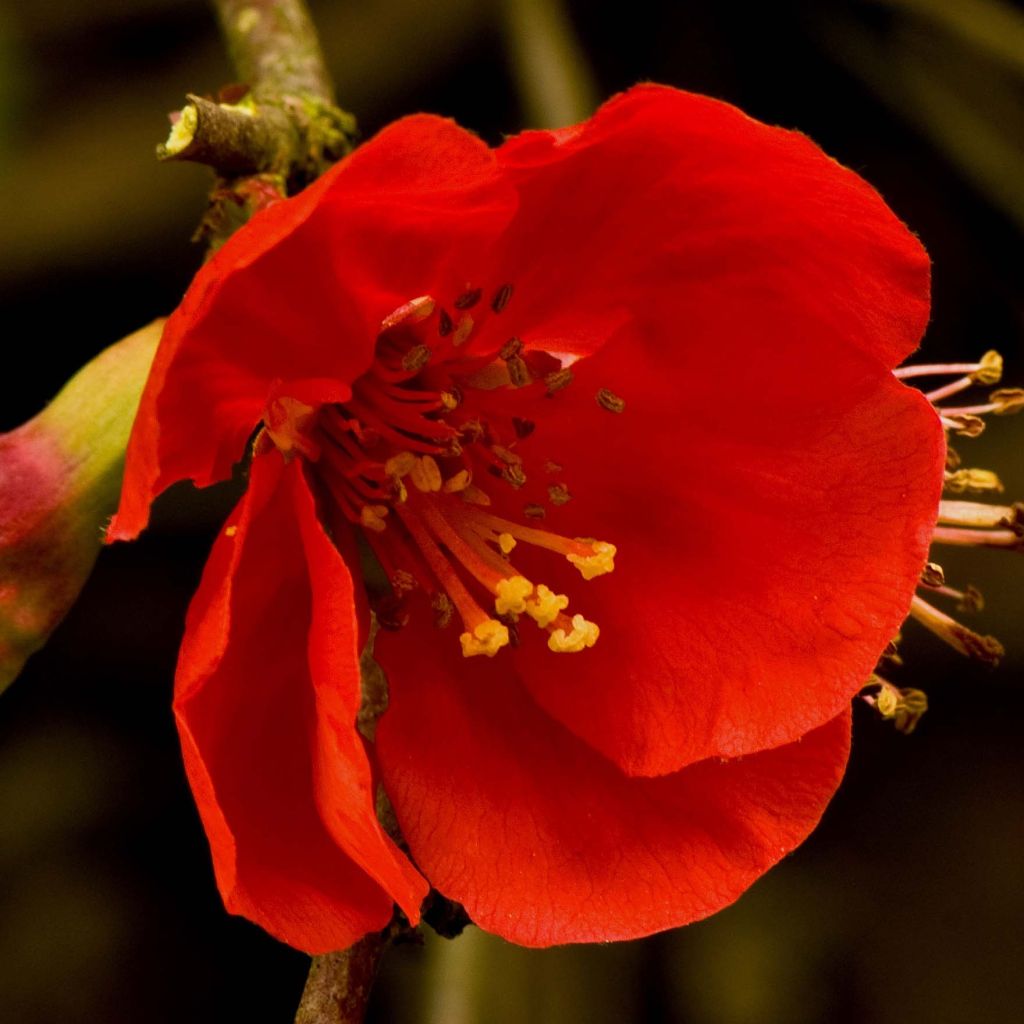 Chaenomeles superba Nicoline - Chinese sierkwee