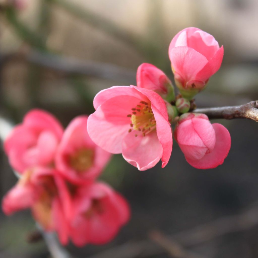 Chaenomeles superba Pink Lady - Chinese sierkwee