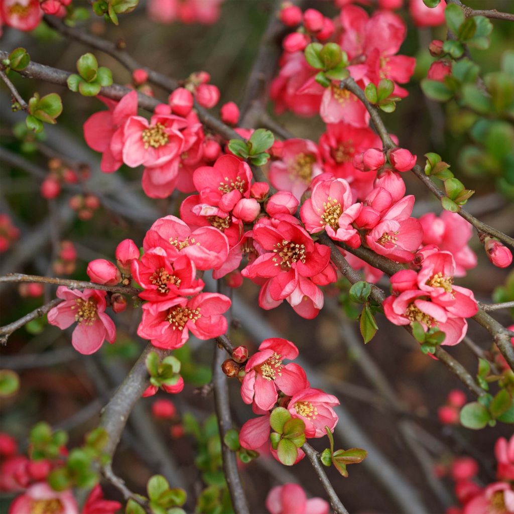Chaenomeles superba Pink Lady - Chinese sierkwee