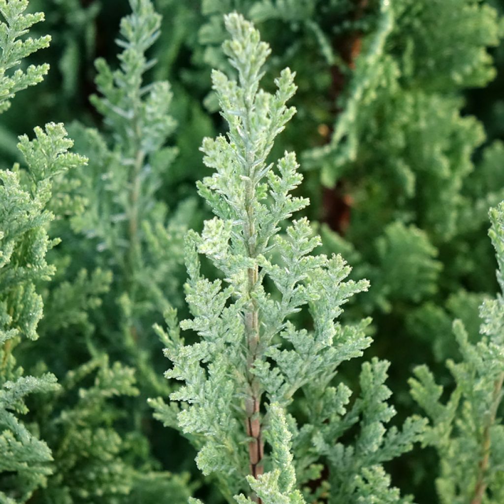 Chamaecyparis lawsoniana Elwoodii - Californische cipres