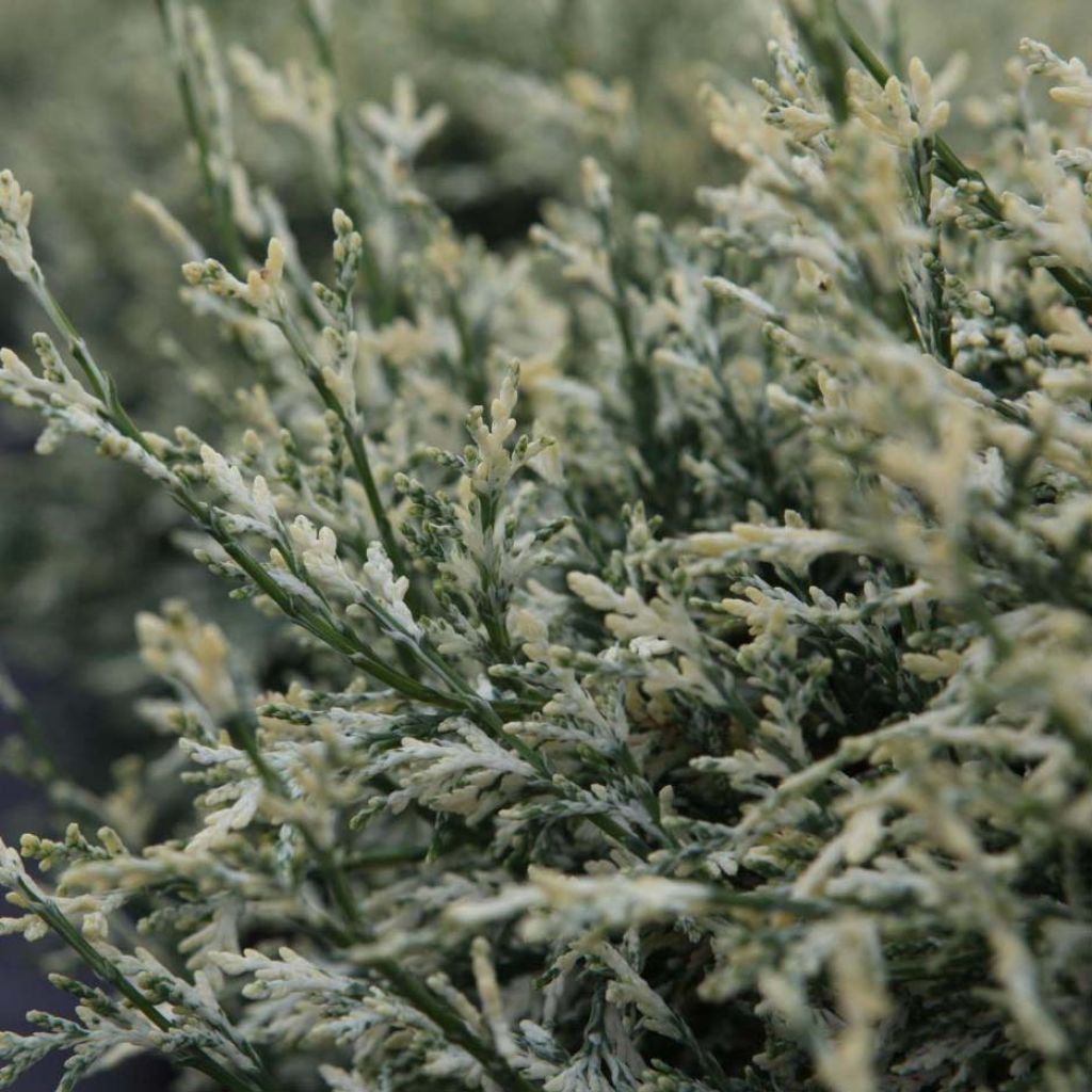 Chamaecyparis lawsoniana Pearly Swirls - Californische cipres