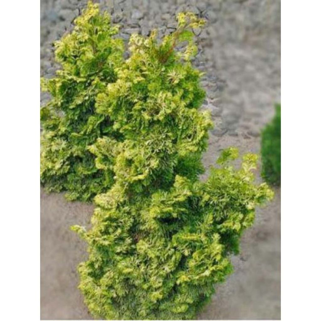 Chamaecyparis obtusa Rashahiba - Hinoki cipres