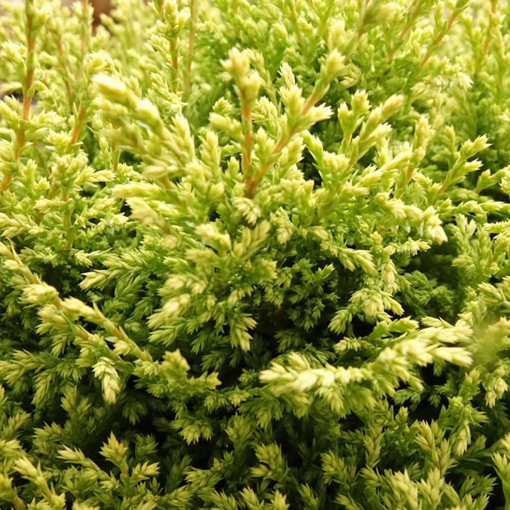 Chamaecyparis pisifera Plumosa Compressa - Schijncipres