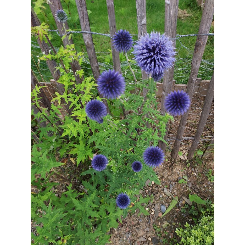 Echinops ritro - Kogeldistel