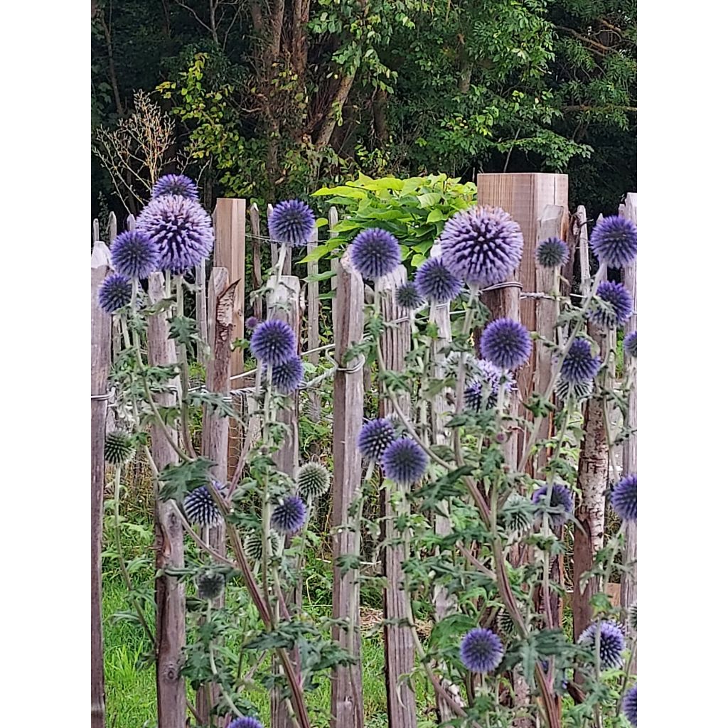 Echinops ritro - Kogeldistel