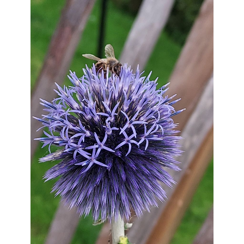 Echinops ritro - Kogeldistel