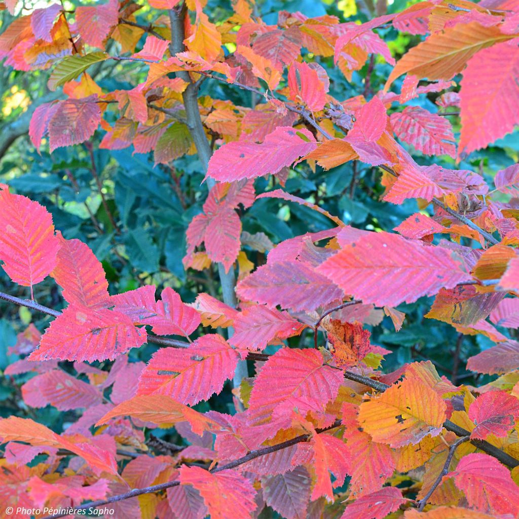 Carpinus betulus Rockhampton Red - Haagbeuk