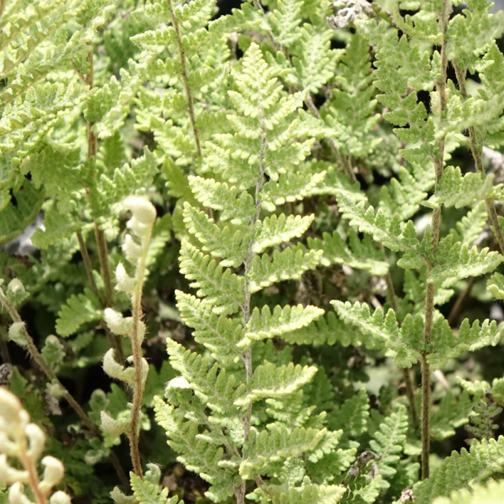 Cheilanthes lanosa Cimbra - Harige lipvaren