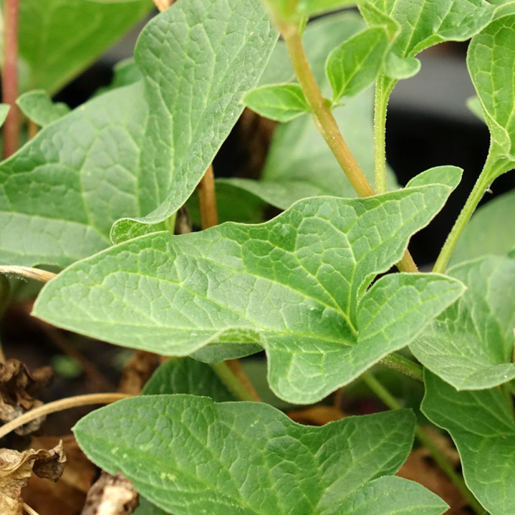 Brave hendrik - Chenopodium bonus-henricus (jonge planten)