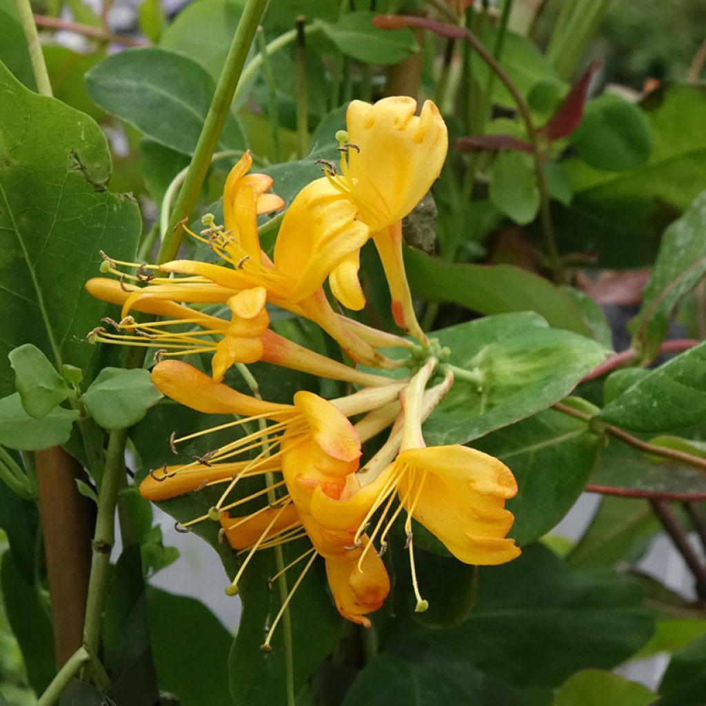Lonicera tellmaniana - Kamperfoelie