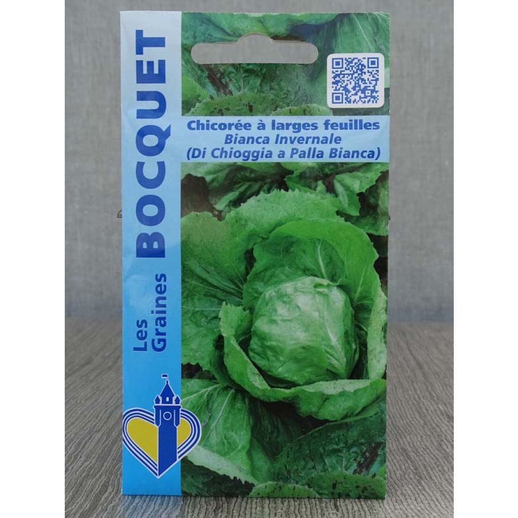 Witte cichorei Bianca Invernale