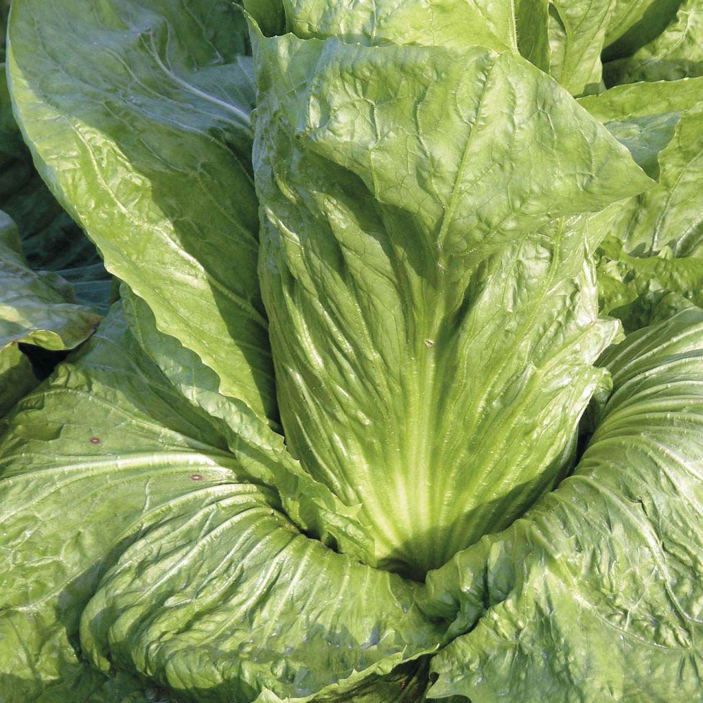 Suikerbrood - Cichorium intybus