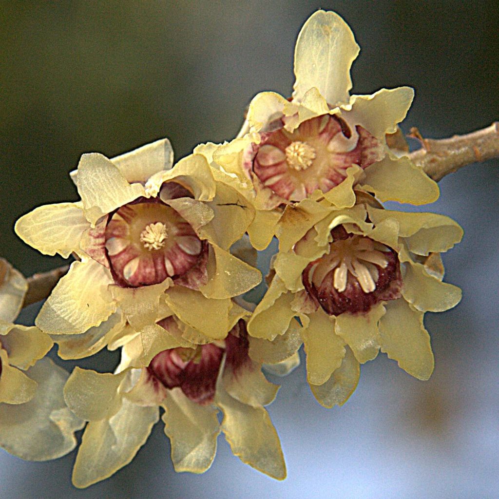 Chimonanthus praecox - Meloenboompje