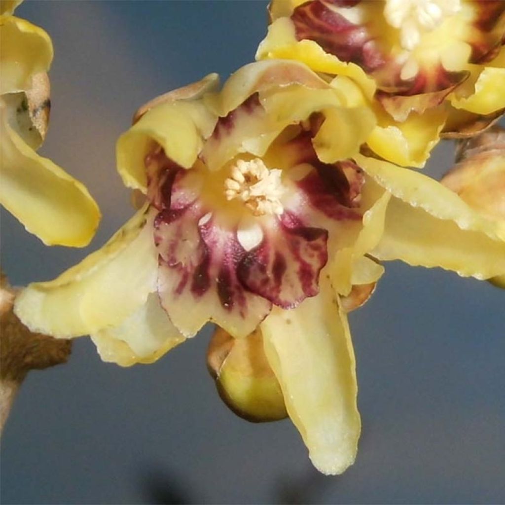 Chimonanthus praecox - Meloenboompje