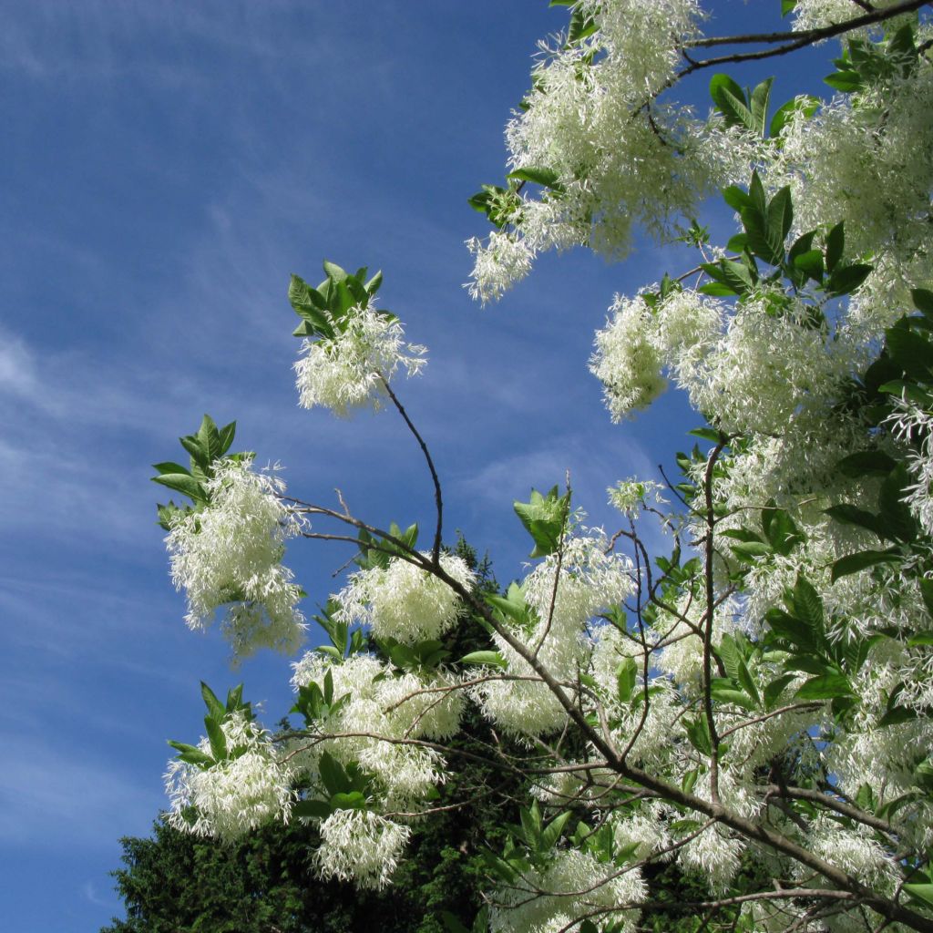 Chionanthus virginicus - Sneeuwvlokkenboom