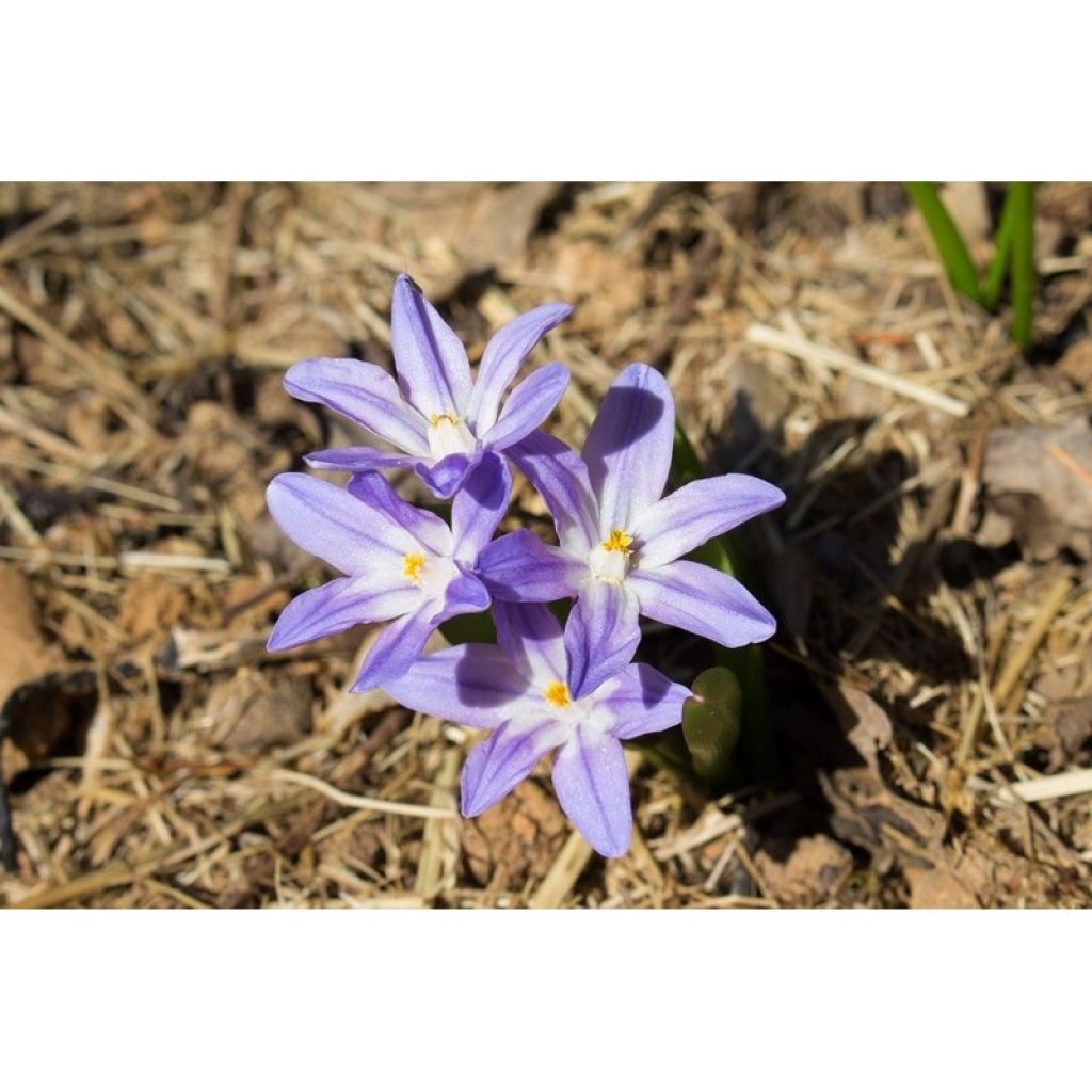Chionodoxa forbesii Violet Beauty - Sneeuwroem