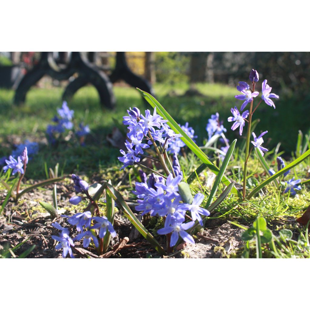 Chionodoxa sardensis - Sneeuwroem