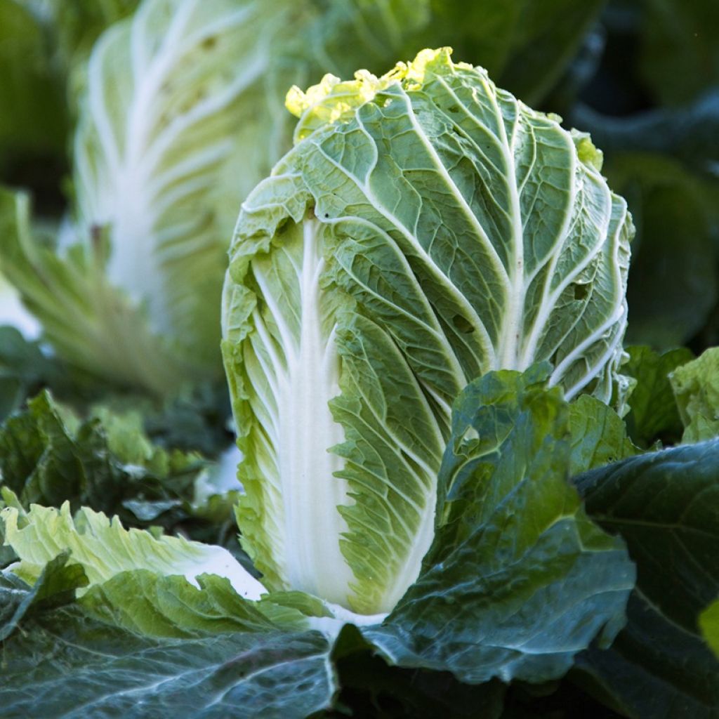 Chineese kool Spectrum F1 - Vilmorin