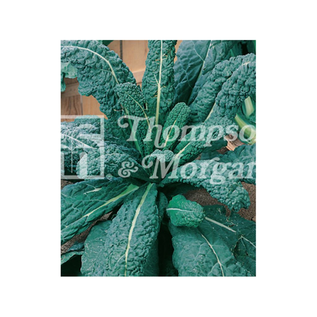 Chou Kale Il Cavolo Palmizio