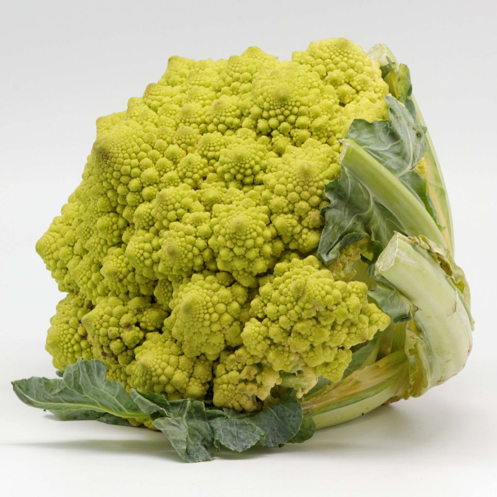 Romanesco (jonge planten in kweekpotjes)