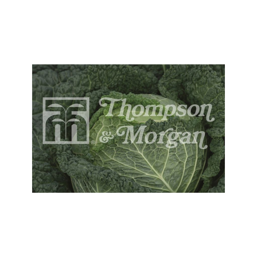 Chou Savoy Clarissa F1