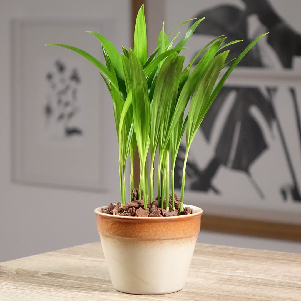 Chrysalidocarpus lutescens - Arecapalm