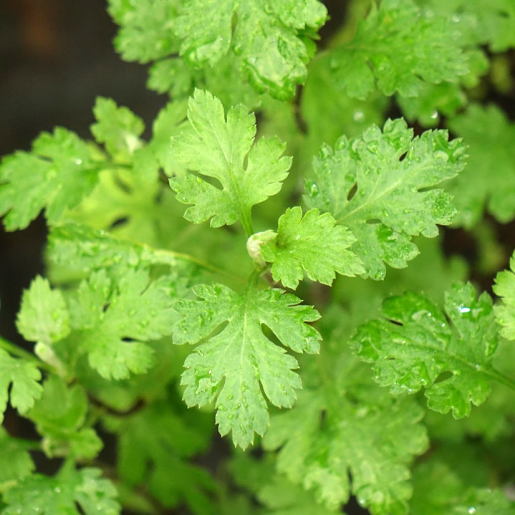 Chrysanthemum indicum Cottage Apricot - Tuinchrysant