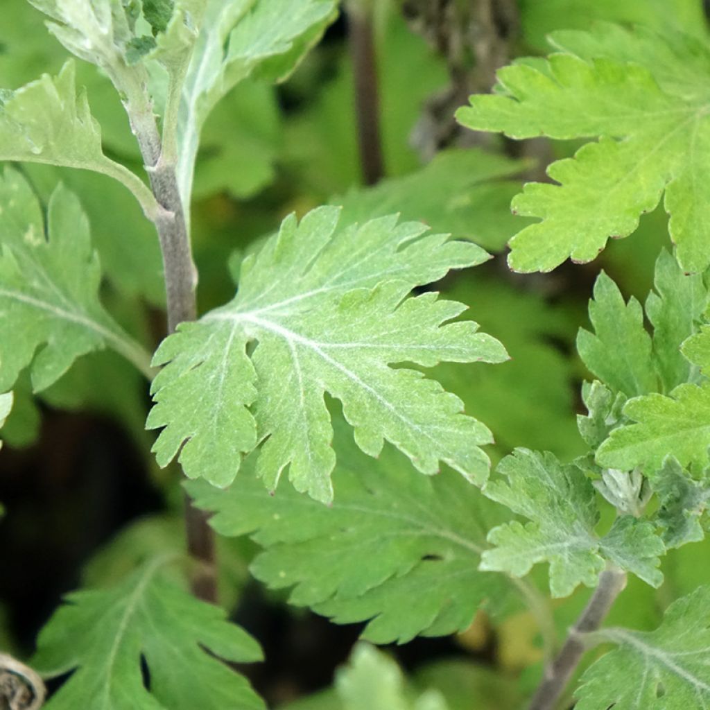 Chrysanthemum indicum Oury - Tuinchrysant