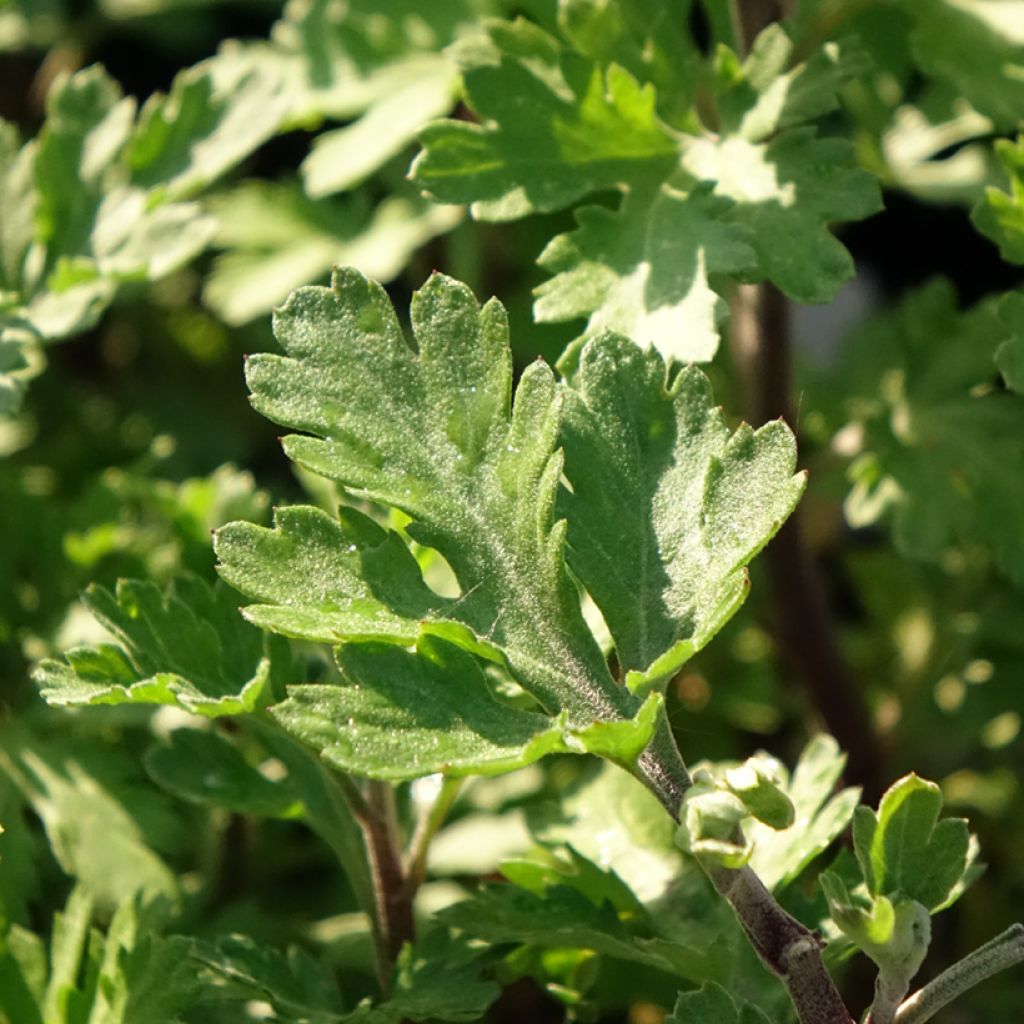 Chrysanthemum indicum Rehauge - Tuinchrysant