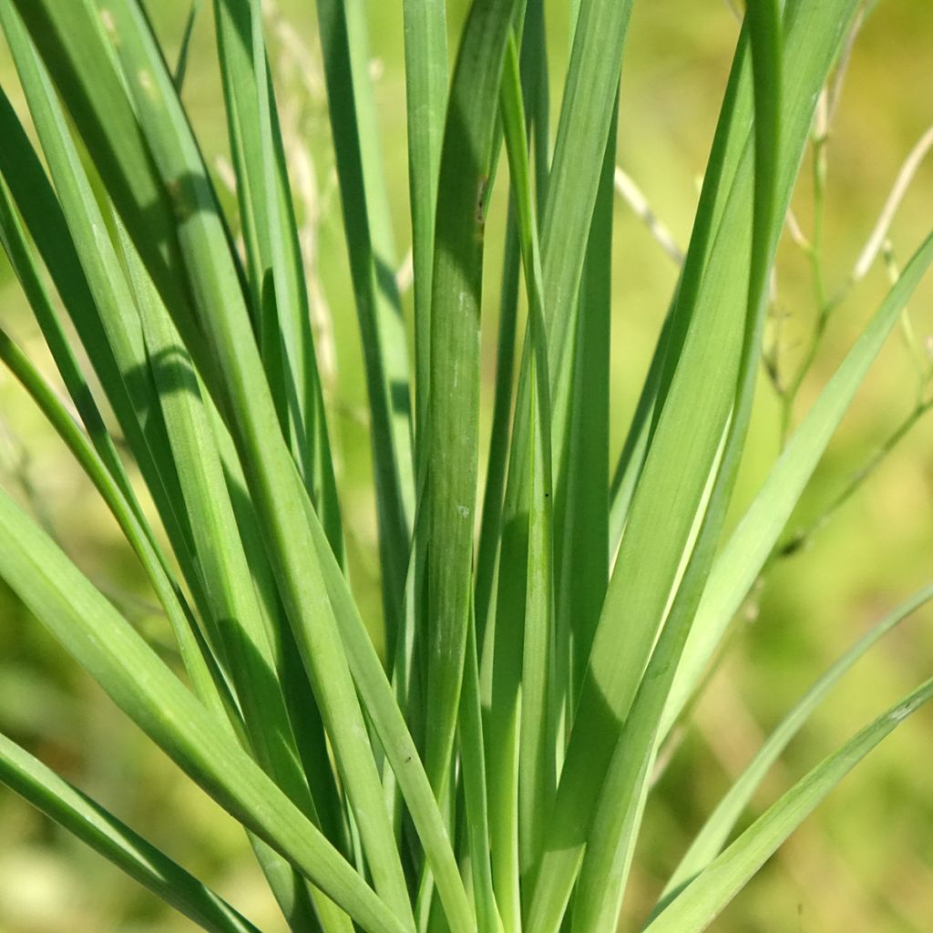 Knoflookbieslook (pootgoed) - Allium tuberosum