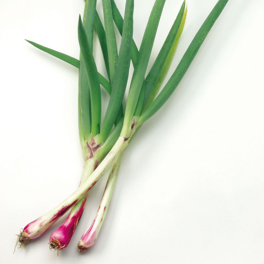 Rode bosui (pootgoed) - Allium fistulosum