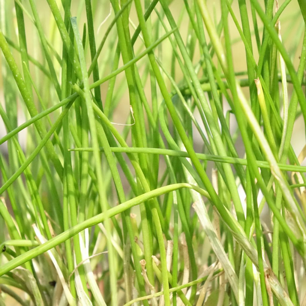 Allium schoenoprasum Corsican White - Bieslook