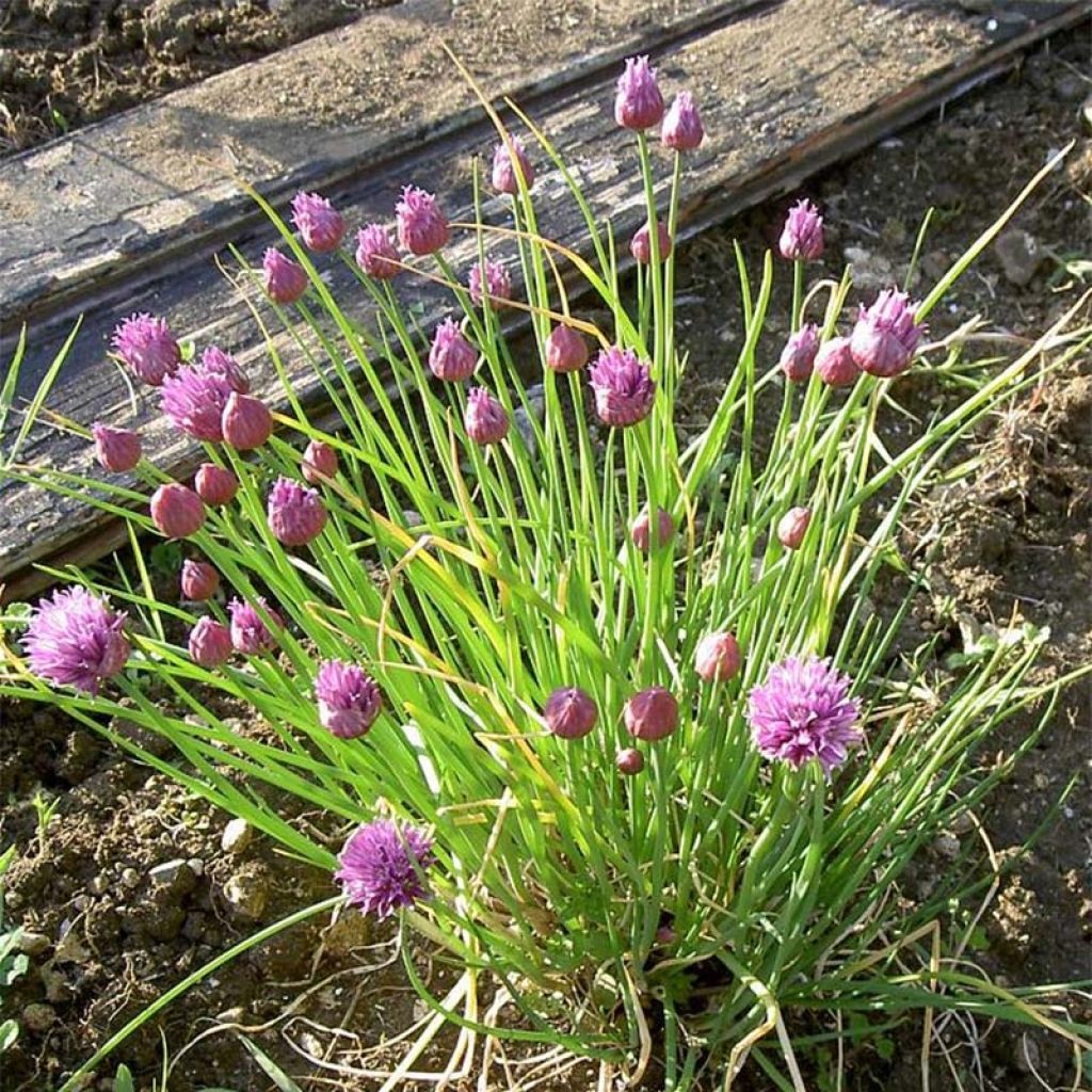 Bieslook BIO - Allium schoenoprasum (pootgoed)