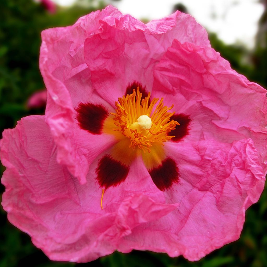 Cistus purpureus - Bonte cistus