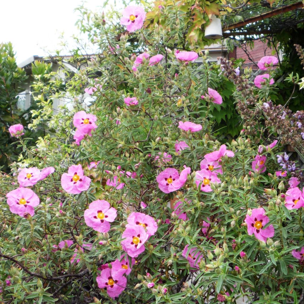 Cistus purpureus - Bonte cistus
