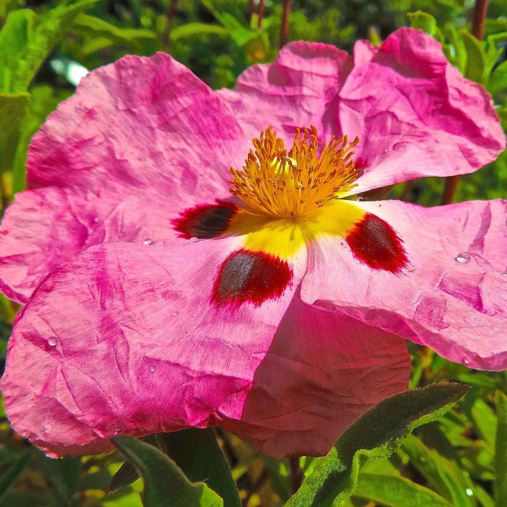 Cistus purpureus - Bonte cistus