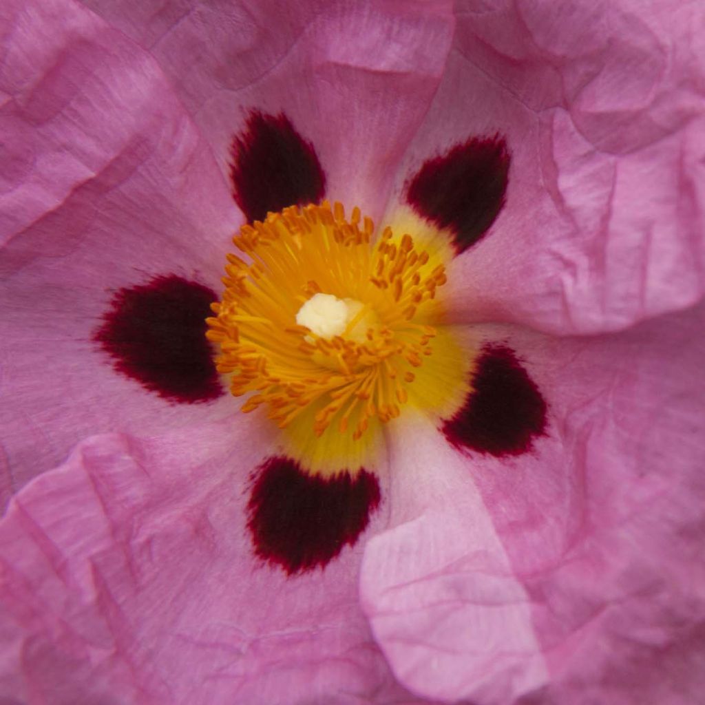 Cistus purpureus - Bonte cistus