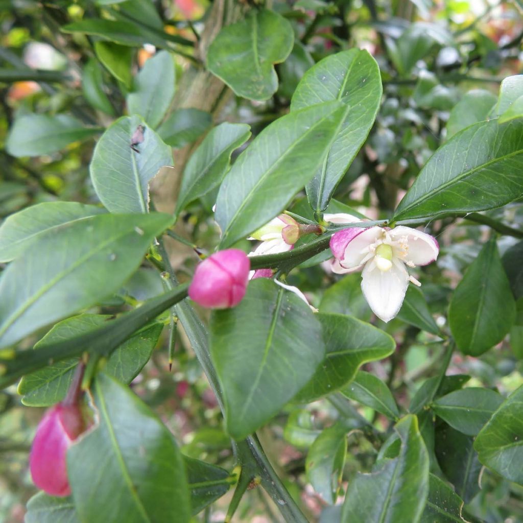 Vingerlimoen Red Crystal - Microcitrus australasica